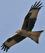 Red Kite