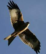 Red Kite