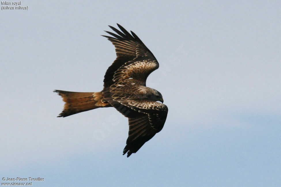 Red Kite