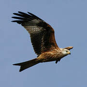 Red Kite