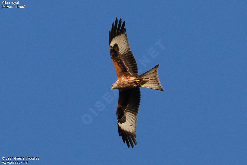 Red Kite