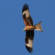 Red Kite