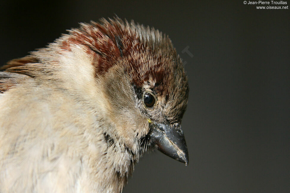 House Sparrow