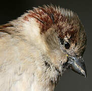 Moineau domestique