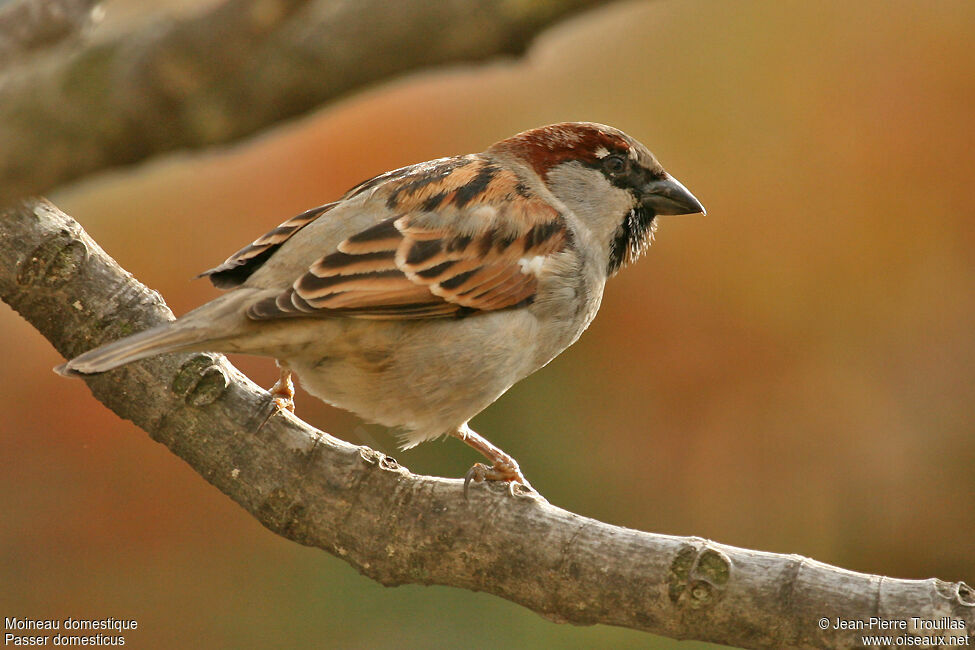 Moineau domestique