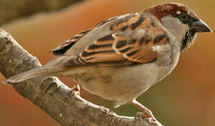 Moineau domestique