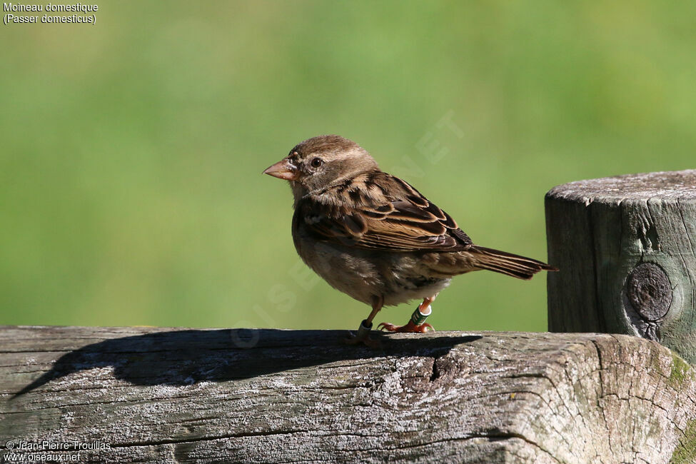 Moineau domestique