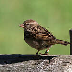 Moineau domestique