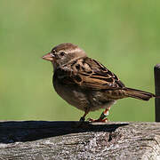 House Sparrow