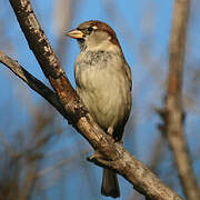 House Sparrow