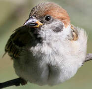 Eurasian Tree Sparrow