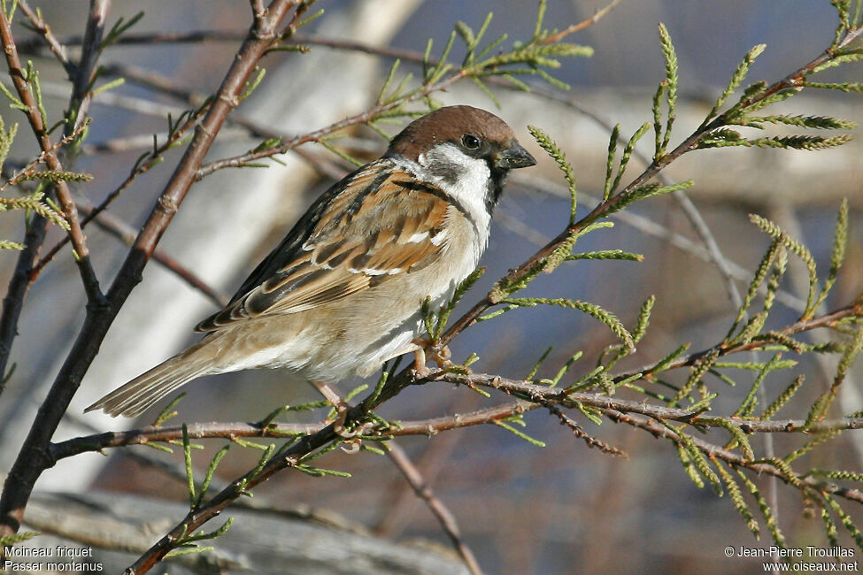 Eurasian Tree Sparrow