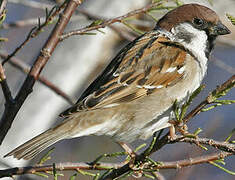 Eurasian Tree Sparrow