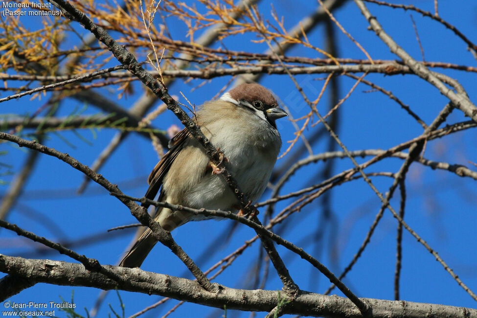 Eurasian Tree Sparrow