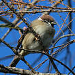 Moineau friquet