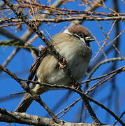 Eurasian Tree Sparrow