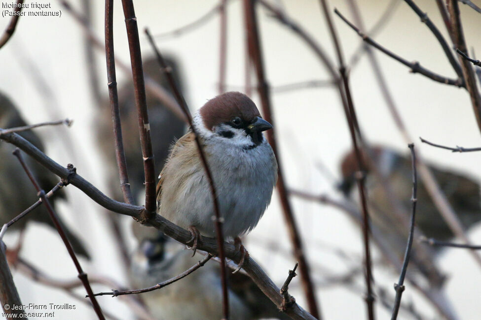 Eurasian Tree Sparrow