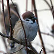 Moineau friquet