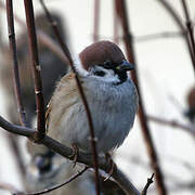 Eurasian Tree Sparrow