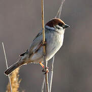 Eurasian Tree Sparrow