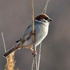 Moineau friquet