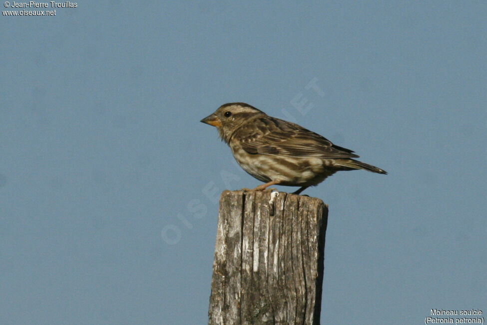 Rock Sparrow