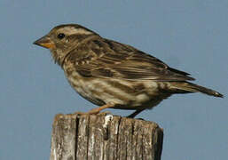 Rock Sparrow