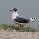 Mouette de Franklin