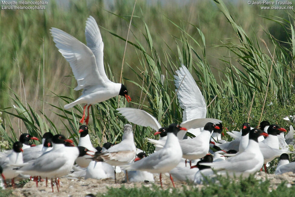 Mediterranean Gull