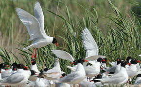 Mouette mélanocéphale