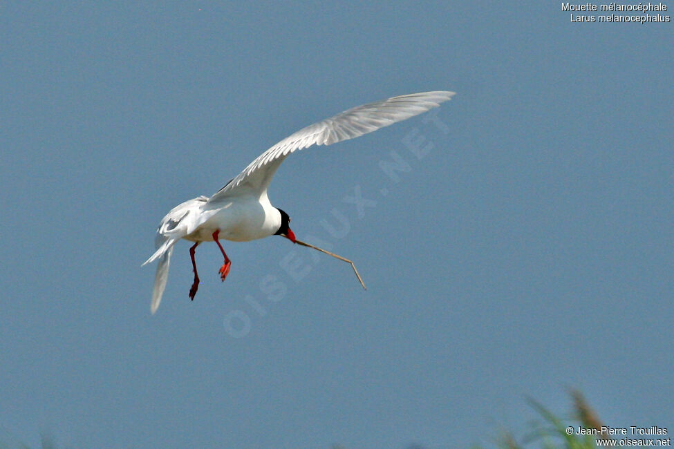 Mouette mélanocéphaleadulte