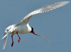 Mediterranean Gull