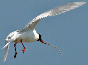 Mouette mélanocéphale