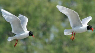 Mouette mélanocéphale