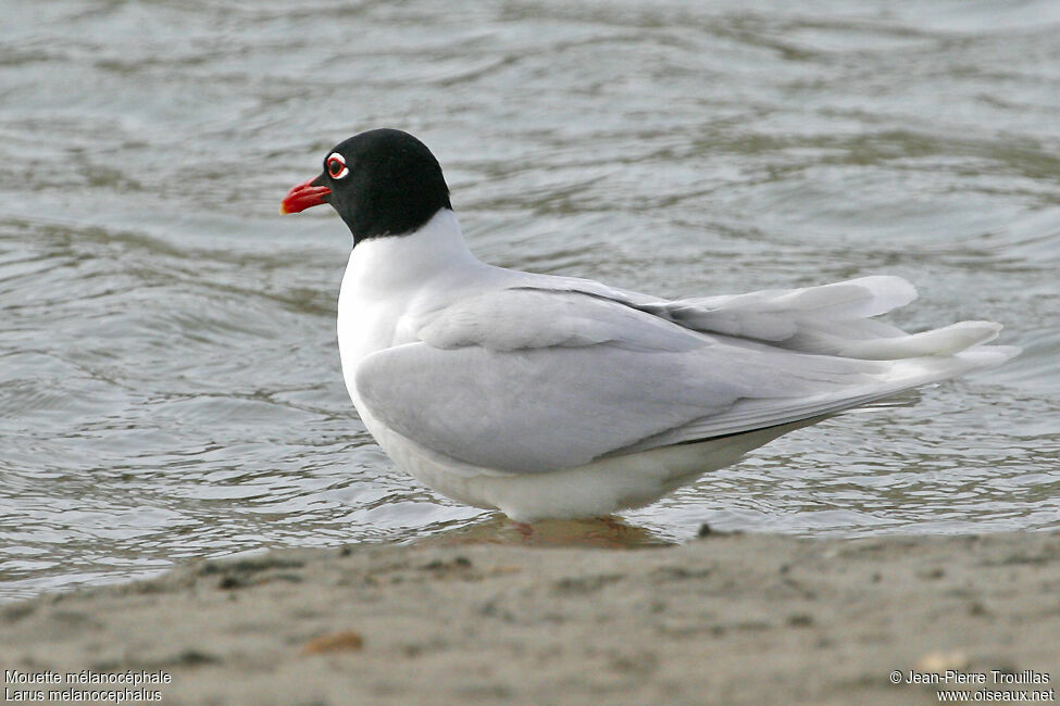 Mouette mélanocéphale