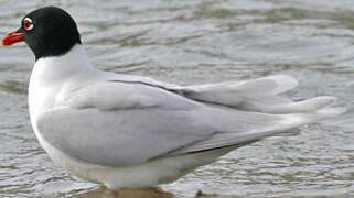 Mouette mélanocéphale