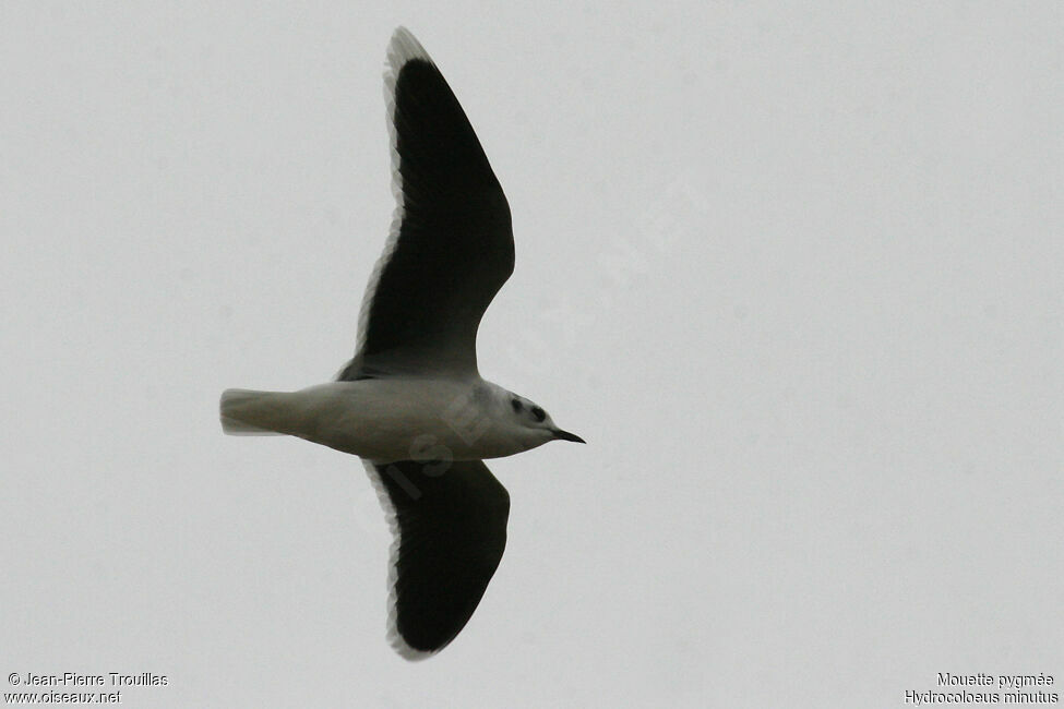 Little Gull