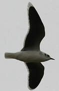 Little Gull