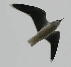 Mouette pygmée