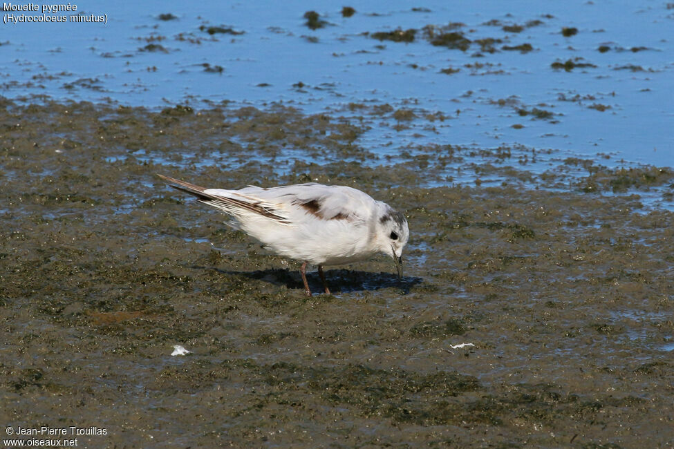 Little Gull