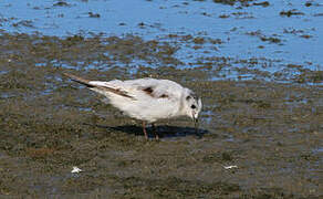 Mouette pygmée