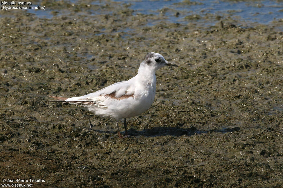 Mouette pygmée