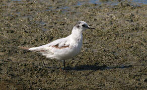 Mouette pygmée