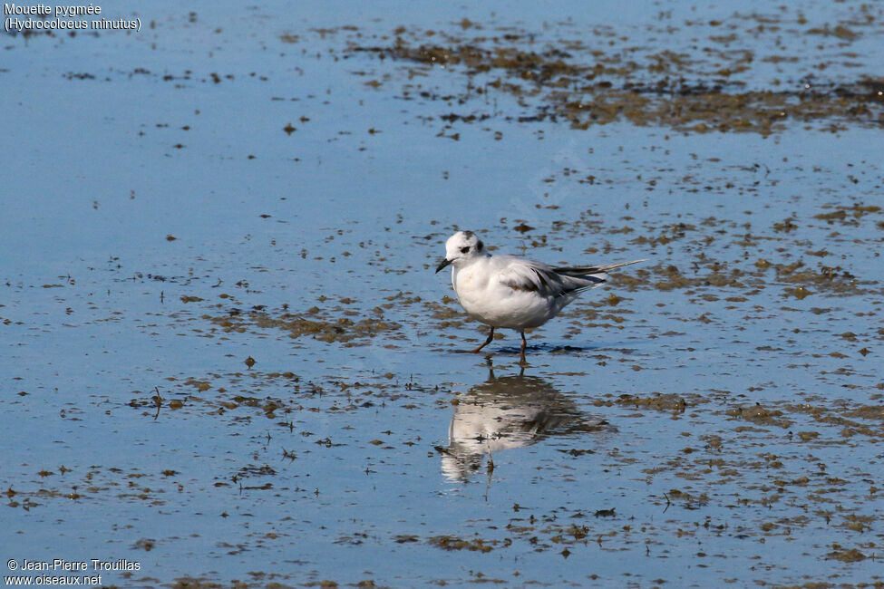 Mouette pygmée