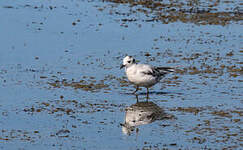 Mouette pygmée