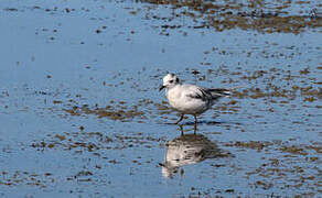 Mouette pygmée