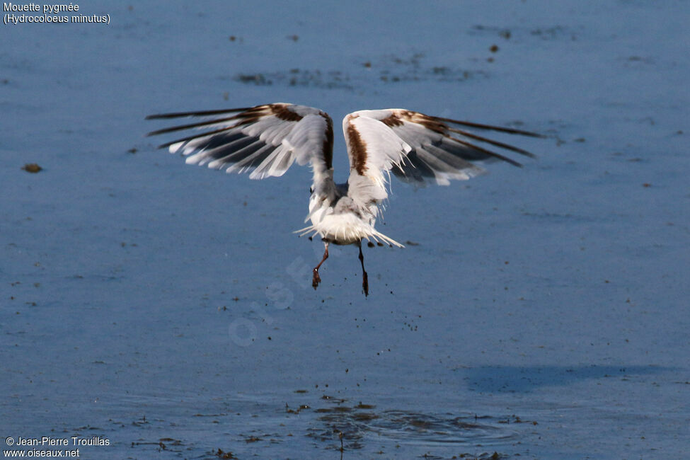 Little Gull