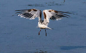 Mouette pygmée