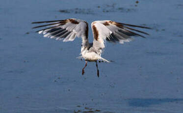 Mouette pygmée