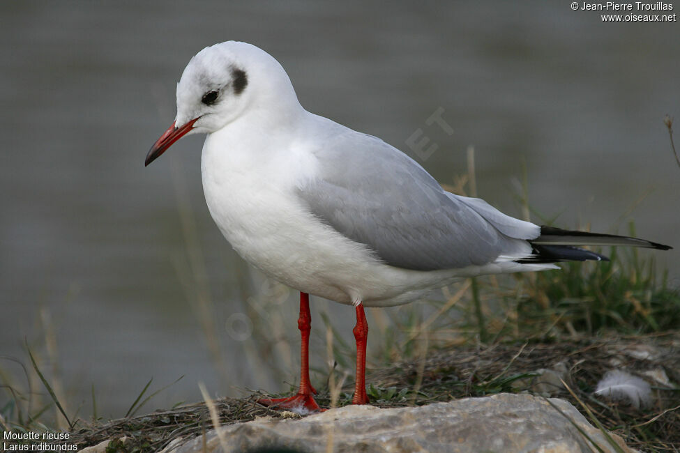 Black-headed Gulladult post breeding